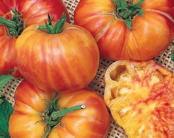 May include: Close-up of five ripe tomatoes, some with red and yellow stripes, on a burlap background. The tomatoes are large and have a slightly flattened shape.