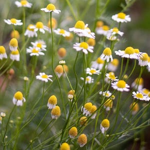 Chamomile seeds, Zloty Lan