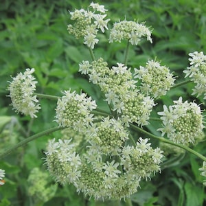 Könnte beinhalten: Nahaufnahme einer Ansammlung weißer Wildblumen mit kleinen, sternförmigen Blütenblättern. Die Blüten stehen in voller Blüte, mit einem grünen Stiel und einem Hintergrund aus grünem Laub. Das Bild hebt die zarten Details der Pflanze hervor.