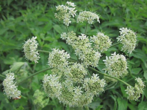 1000 Native Hogweed Seeds