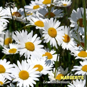 Könnte beinhalten: Nahaufnahme von weißen Gänseblümchen mit gelben Zentren. Die Blumen haben mehrere weiße Blütenblätter, die ein hellgelbes Zentrum umgeben. Der Text "MARGERITE" und "Leucanthemum vulgare" ist enthalten.