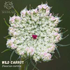 Könnte beinhalten: Nahaufnahme einer Wildkarottenblüte, Daucus carota, mit einem zentralen Cluster aus winzigen weißen und hellrosa Blüten. Eine kleine, dunkelrote Blüte befindet sich in der Mitte. Der Text "WILD CARROT" und "Daucus carota" steht unten.