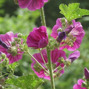 Common Mallow Malva sylvestris 1000 - 20000 Seeds Perennial Wild Plant Wildflower Seed Garden Flower Medicinal Plant BEE-friendly
