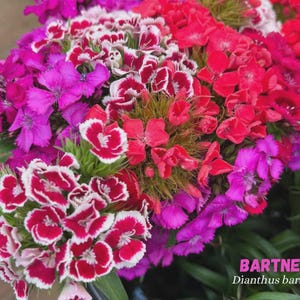 Sweet William MIX Dianthus barbatus 1000 Seeds - 200 g Biennial Ornamental Garden Plant Balcony Flower Dianthus barbatus seeds