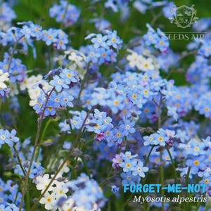 Forget-Me-Not Seeds Myosotis alpestris / M. sylvatica Choose Classic Blue, Vibrant Indigo Blue or Colourful Mix Biennial Seeds UK EU Garden
