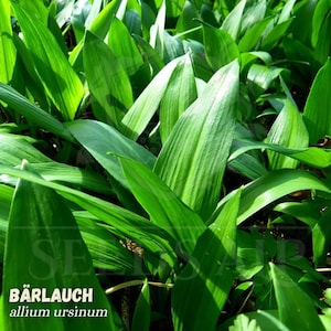 WILD GARLIC Allium ursinum Ramsons Bear Leek Herb Bärlauch Waldknoblauch 20+ seeds