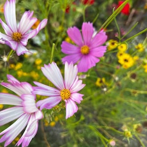 Peut inclure: Gros plan sur des fleurs de cosmos roses et blanches en fleurs dans un jardin. Les fleurs ont des pétales délicats et des centres jaunes.