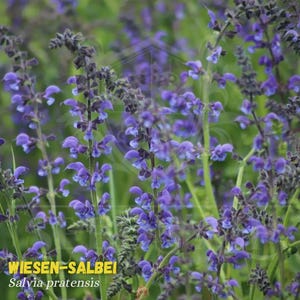 1000 Meadow Clary Salvia pratensis Meadow Sage Seeds Garden Plant Flower Perennial Clary Sage Wild Native Buy Grow SeedsAlp