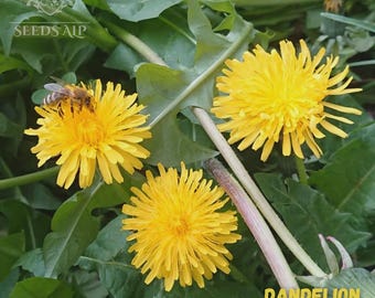 1 kg di semi di tarassaco (Taraxacum officinale) – Pianta perenne, commestibile, pianta medicinale da giardino, amica delle api