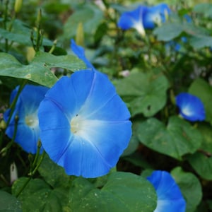 May include: Close-up of vibrant blue morning glory flowers with white centers, surrounded by green leaves. The flowers have a trumpet shape and are in full bloom, showcasing their delicate petals. The image captures the natural beauty of the garden.