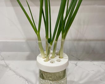 May include: A white plastic plant holder with holes for stems sits on top of a clear glass jar filled with water.  Green scallions grow from the holder and their roots are visible in the water.
