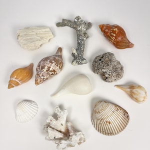 Peut inclure: Une collection de coquillages et de coraux de formes et de tailles variées. L'assortiment comprend des coquillages en spirale, en conque et en éventail, ainsi que des morceaux de corail blanc et gris. Les coquillages présentent des nuances de brun, d'orange et de blanc.