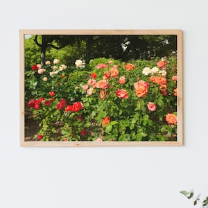 Garden Roses Photography - High-Resolution Digital Download | Floral Wall Art Print | Beautiful Rose Bush Photo