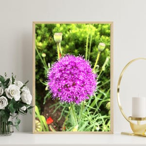 Printable Wildflower Photography, Purple Flower, Giant Allium, Allium, Digital Download, Floral Digital Print