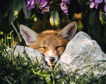Fox Nursery Picture Canvas