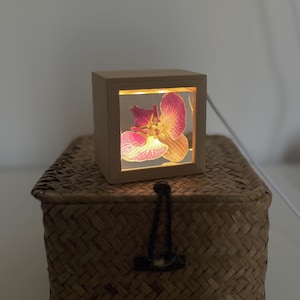 Könnte beinhalten: Ein Würfellampe aus Holz mit einer hinterleuchteten rosa und gelben Orchideenblüte. Die Lampe steht auf einem geflochtenen Korb mit dunklem Verschluss. Ein weißes Kabel geht von der Lampe aus. Maße ca. 10 cm x 10 cm.