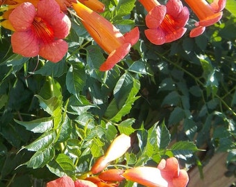 TRUMPET VINE Seeds  ~ 200 +Seeds ~  Hardy ~ Drought tolerant ~ Loves Sun ~ Xeriscaping plant ~ ~USA Only Free Shipping!!!!!!!!!!!