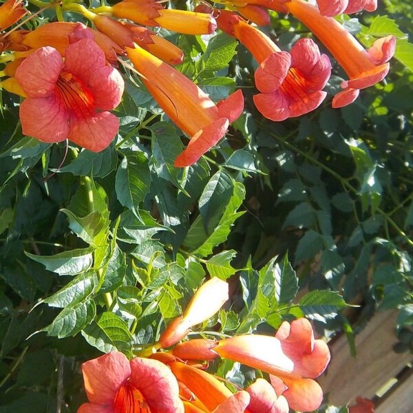 TRUMPET VINE Seeds  ~ 200 +Seeds ~  Hardy ~ Drought tolerant ~ Loves Sun ~ Xeriscaping plant ~ ~USA Only Free Shipping!!!!!!!!!!!