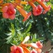 see more listings in the Plantes section