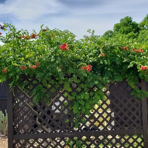 Graines de VIGNE TROMPETTE 200 graines Rustique Tolérante à la sécheresse Aime le soleil Xeriscaping plante États-Unis uniquement livraison gratuite image 3