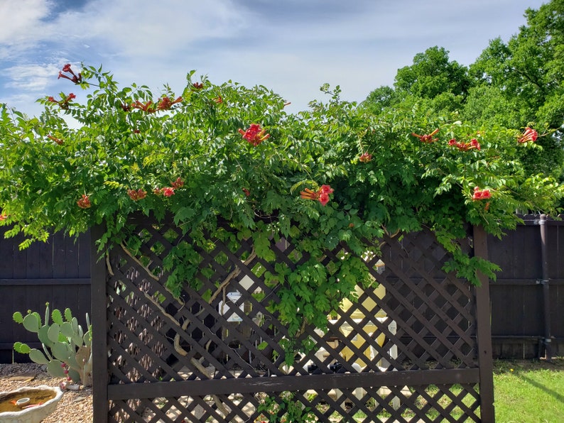 Graines de VIGNE TROMPETTE 200 graines Rustique Tolérante à la sécheresse Aime le soleil Xeriscaping plante États-Unis uniquement livraison gratuite image 3