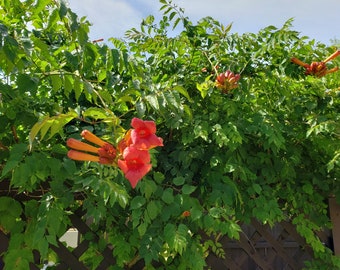 Live Trumpet Vine Plant ~ 5-10" tall   +++   25 Trumpet Vine Seeds  ~ Loves, loves the Sun ~ Hummers ~ Drought resistant