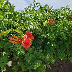 Graines de VIGNE TROMPETTE 200 graines Rustique Tolérante à la sécheresse Aime le soleil Xeriscaping plante États-Unis uniquement livraison gratuite image 4