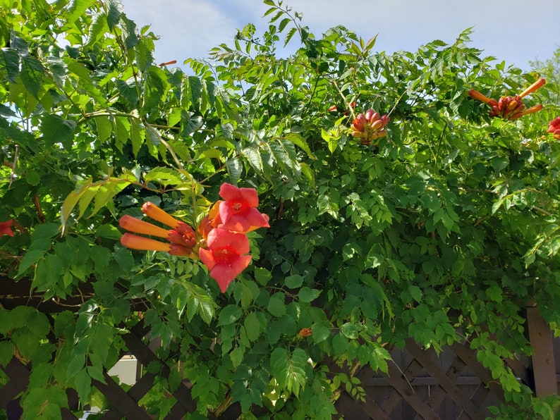 Graines de VIGNE TROMPETTE 200 graines Rustique Tolérante à la sécheresse Aime le soleil Xeriscaping plante États-Unis uniquement livraison gratuite image 4