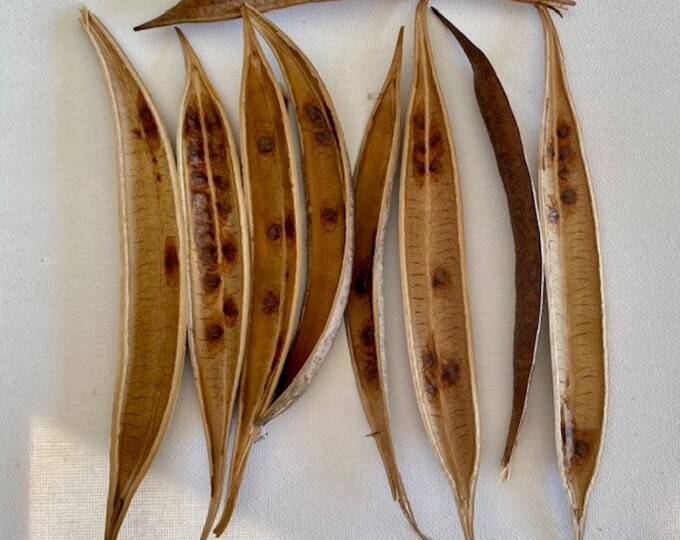 TRUMPET VINE PODS Crafting 4 Emply Pods 1 Pod W/seeds Etsy