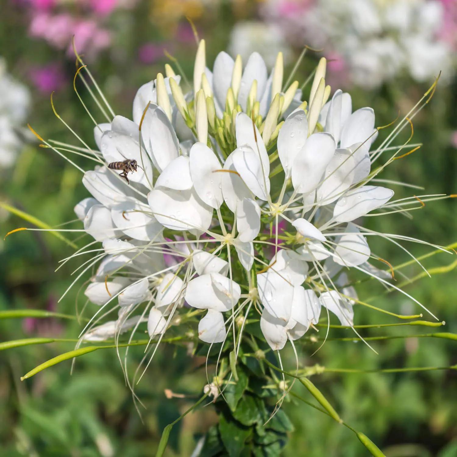 100 Spider Plant Seeds: Heirloom Mixed Flower Seeds - Etsy
