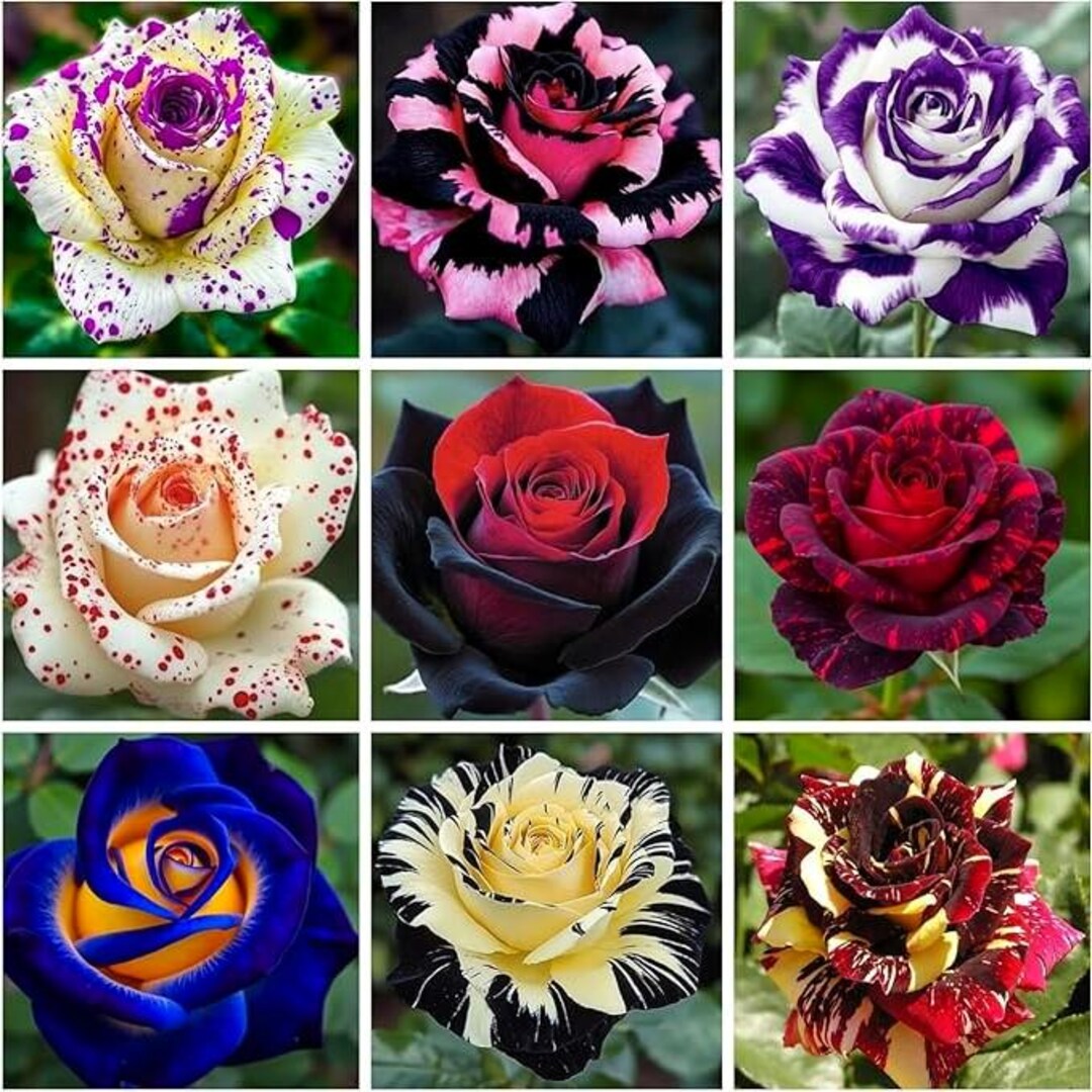 Rare Real Roses 300+ Mixed Rare Rose Seeds – Heirloom Non-gmo Perennial Flower Bush for ...