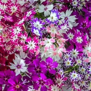 Twinkle Mix Phlox Seeds, Vibrant Garden Blooms, Organic & Easy-to-Grow Annuals, Perfect for DIY Gardening Cottage Gardens