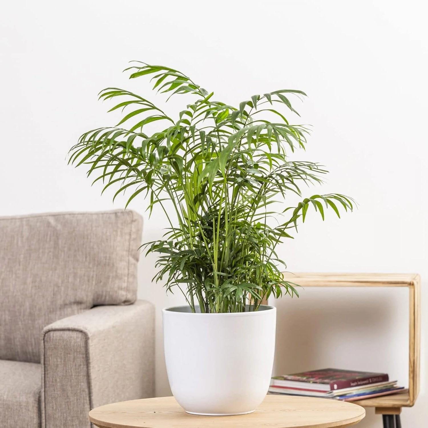 philodendron brandtianum mature Philodendron Brandtianum  Lichtenfelt's