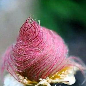 May include: Close-up of a pink flower bud with feathery, textured petals. The bud is the focal point, with a blurred green and gray background. The flower's base shows small, white and yellow details.