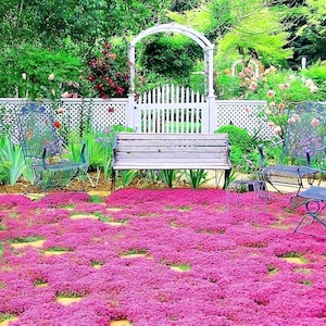 Creeping Thyme Seeds, Heirloom Creeping Thyme, Non-GMO Ground Cover, Herb Garden Planting, Perennial Seeds
