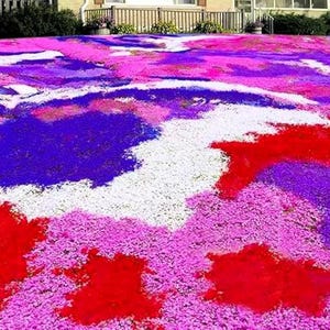 May include: A vibrant, colorful lawn covered in a mix of red, pink, purple, blue, and white flowers. The flowers create a striking visual display, with the colors blending and contrasting across the landscape. A house is visible in the background.