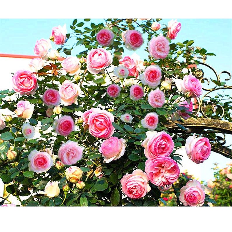 20 Rare Mix Color Climbing Rose Seeds: Exotic Garden Plant - Etsy