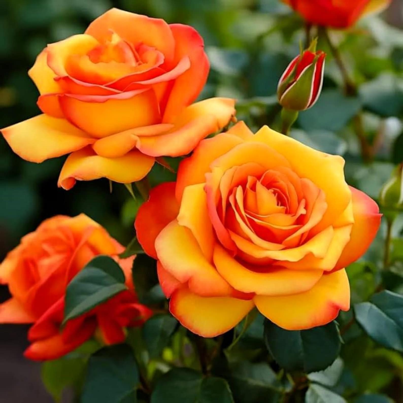 20 Orange Rare Rose Hybrid Tea Seeds: Exotic Flower Bush - Etsy