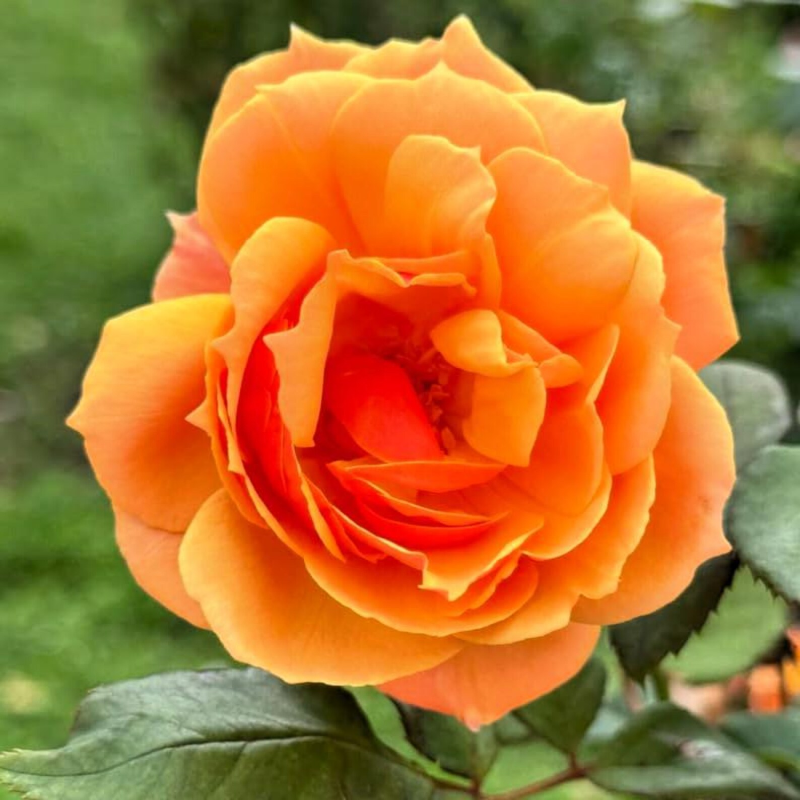 20 Orange Rare Rose Hybrid Tea Seeds: Exotic Flower Bush - Etsy