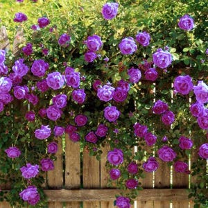 20pcs Purple Climbing Rose Seeds, Rare Non-GMO Heirloom Variety, Garden Flowers, Easy to Grow, DIY Garden Gift