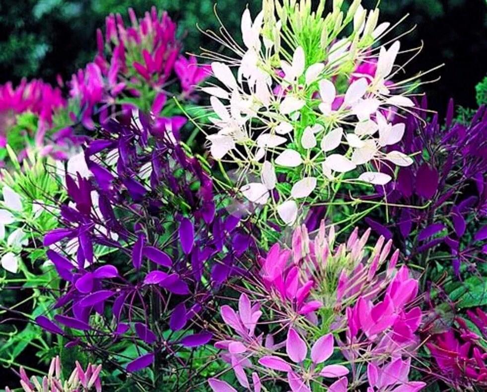 strawberry tree seeds Rainbow Treasure Strawberry (F1 Hybrid) – Pinetree Garden Seeds main image 0