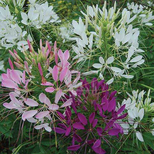 100 Spider Plant Seeds: Heirloom Mixed Flower Seeds - Etsy