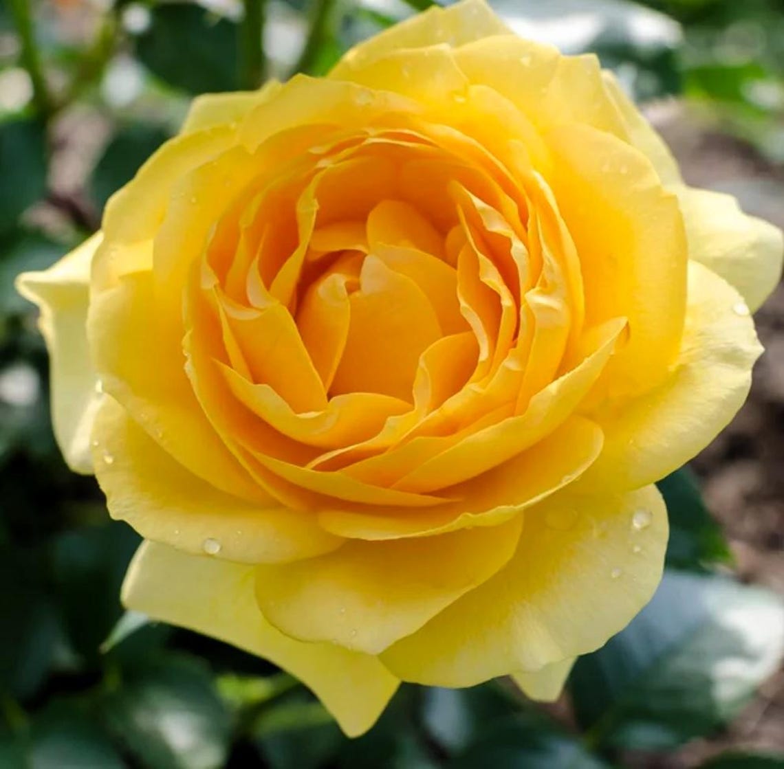 20 Orange Rare Rose Hybrid Tea Seeds: Exotic Flower Bush - Etsy