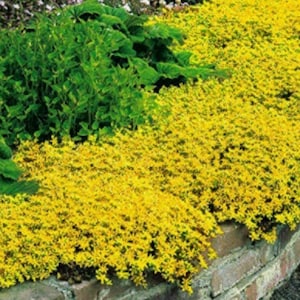 May include: A vibrant garden bed featuring a mix of greenery and bright yellow flowering plants. The yellow flowers cascade over a weathered brick border, creating a colorful and textured display. Lush green foliage provides a contrasting backdrop.