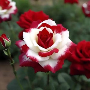 20pcs Rare Twin Roses Seeds, Heirloom Variety, Stunning Sunset Hues, Garden Planting, Home Decor