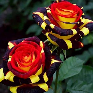 20pcs Rare Rose 'Firebird' Seeds, Non-GMO Seeds, Heirloom Rose Seeds, Unique Garden Seeds, Rare Flower Seeds