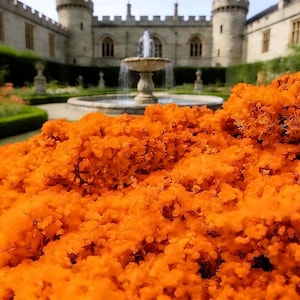May include: A vibrant bed of orange flowers in full bloom, filling the foreground. In the background, a stone fountain with water cascading into a circular basin is centered in a formal garden. A castle-like building with turrets and arched windows completes the scene.