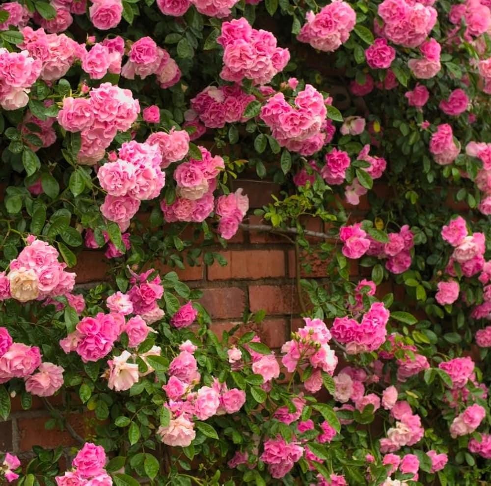 20 Pink Climbing Rose Seeds – Rare Climber Flower – Exotic Perennial, USA Seller