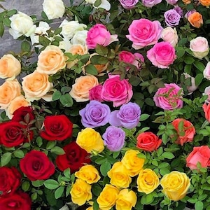 May include: A vibrant display of roses in full bloom, showcasing a variety of colors including red, pink, yellow, orange, purple, and white. The roses are surrounded by lush green foliage, creating a beautiful floral arrangement.
