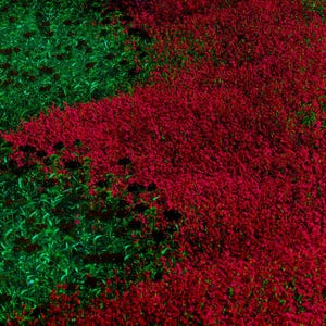 20000+ Red Creeping Thyme Seeds, Non-GMO Heirloom Seeds, Ground Cover Seeds, Garden Landscaping, Home Gardening